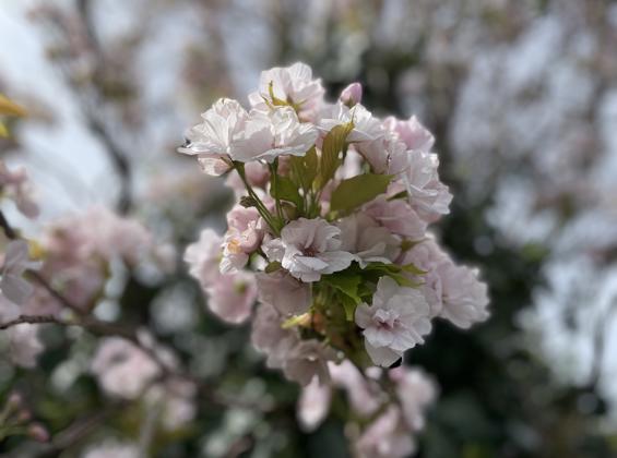 Your spring fruit tree care tips