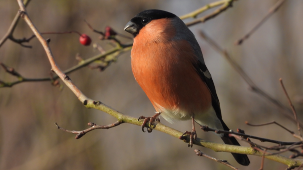 bullfinch