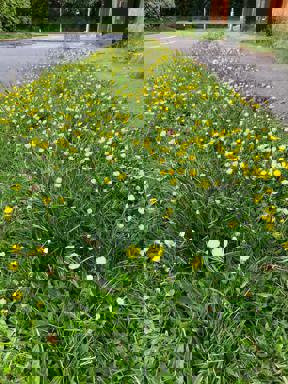 Pulen's Lane 13 May