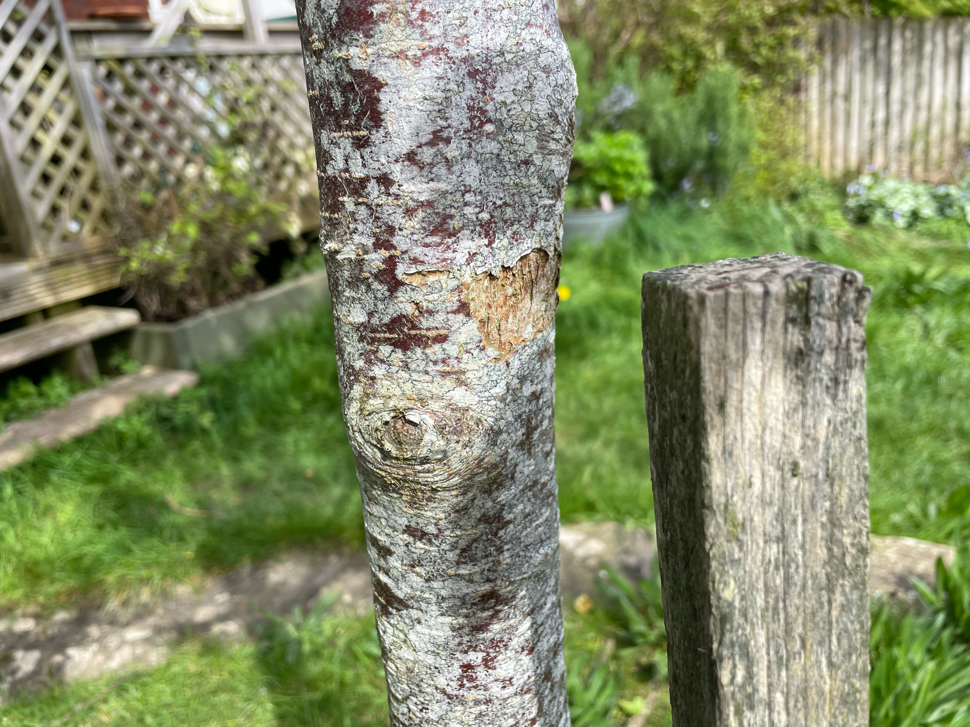 Tree Stake