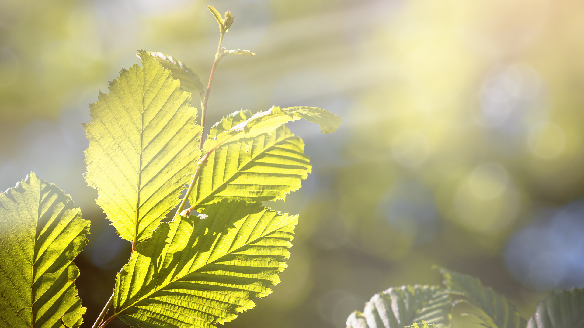 Images For Newsletter 104