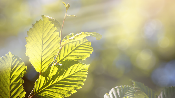 Images For Newsletter 104