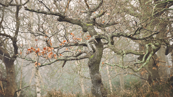 Images For Newsletter 15