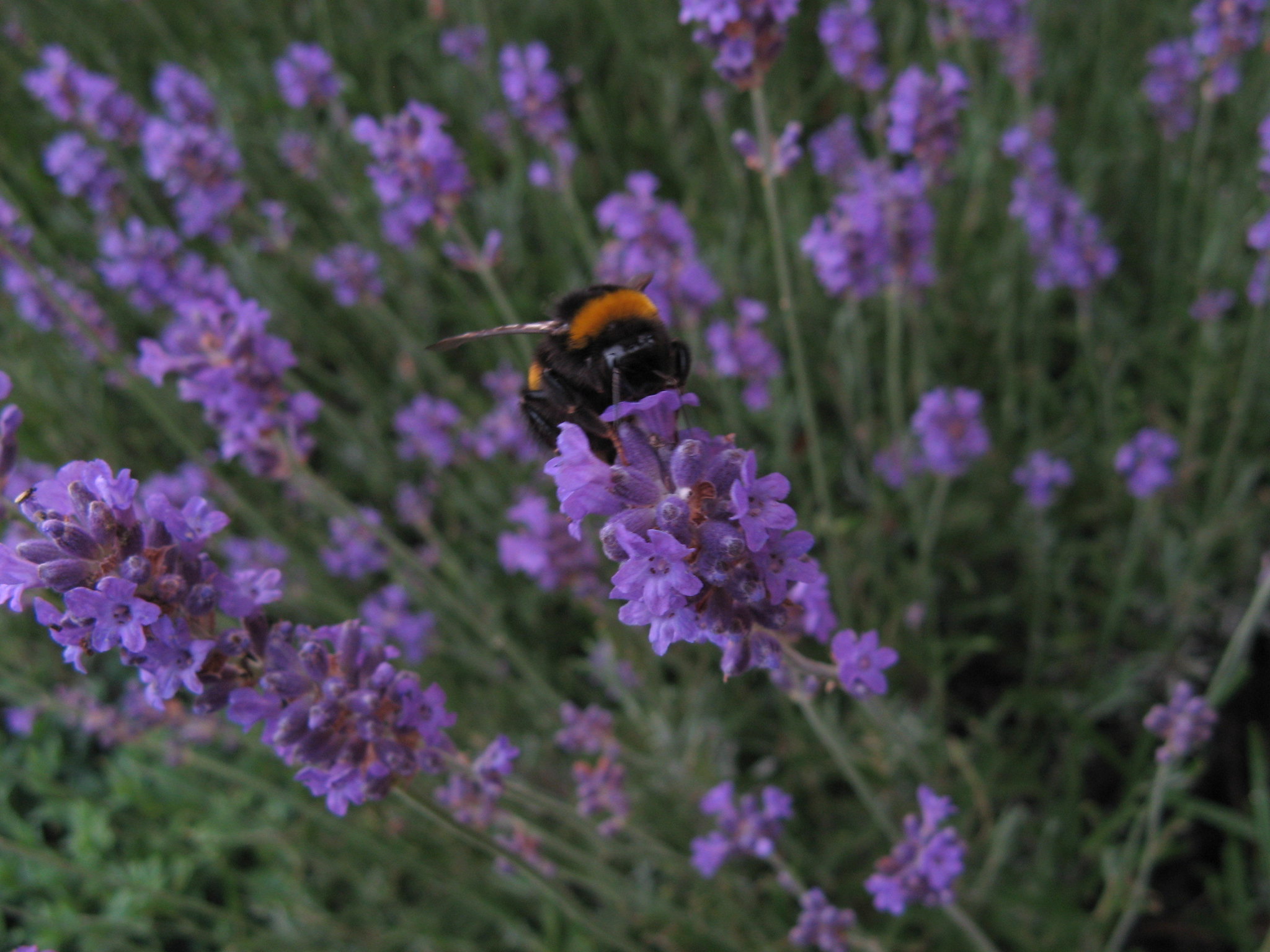 Nature & Biodiversity
