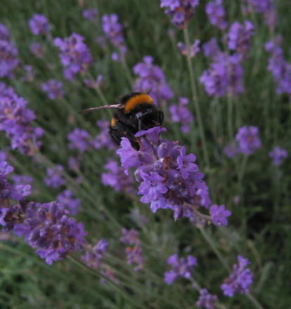 Nature & Biodiversity