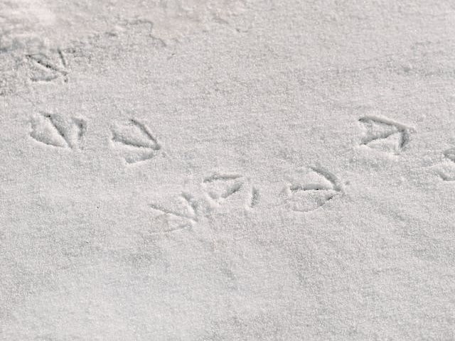 bird footprint