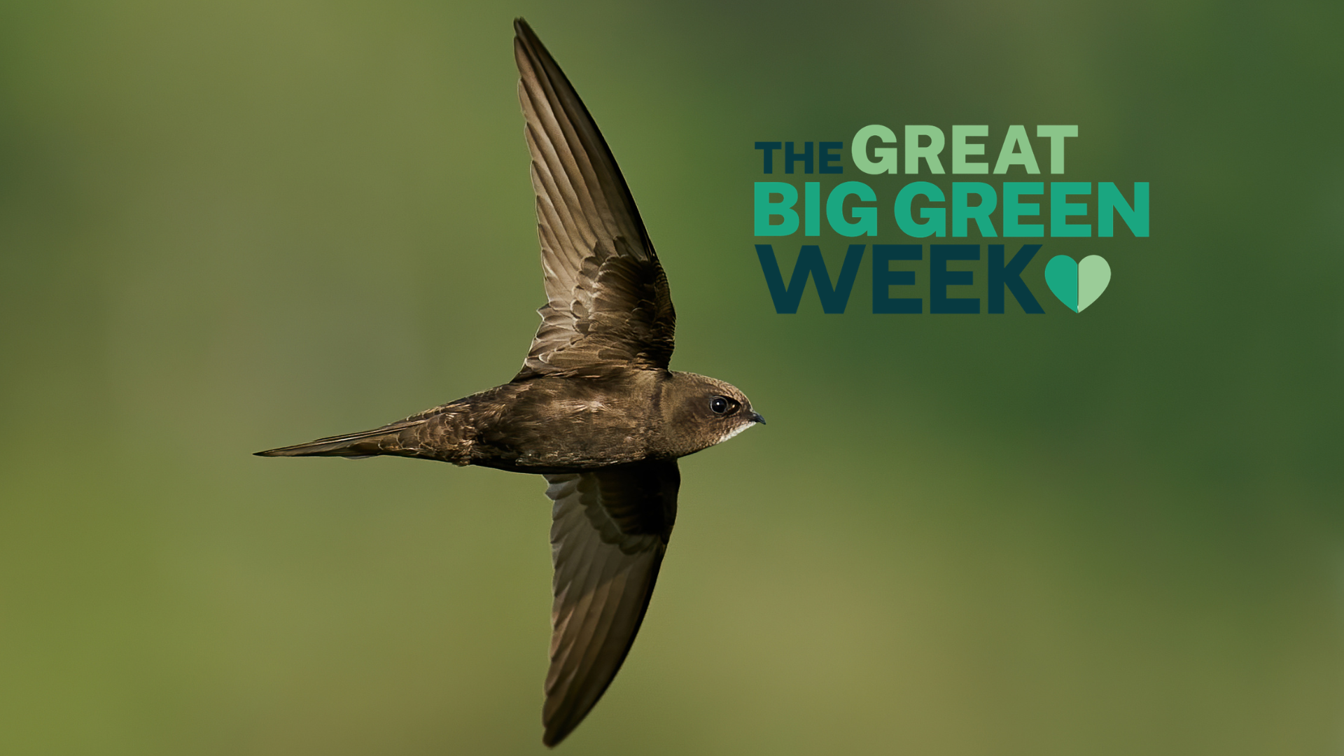 World Swift Day stall & Family Fun Morning