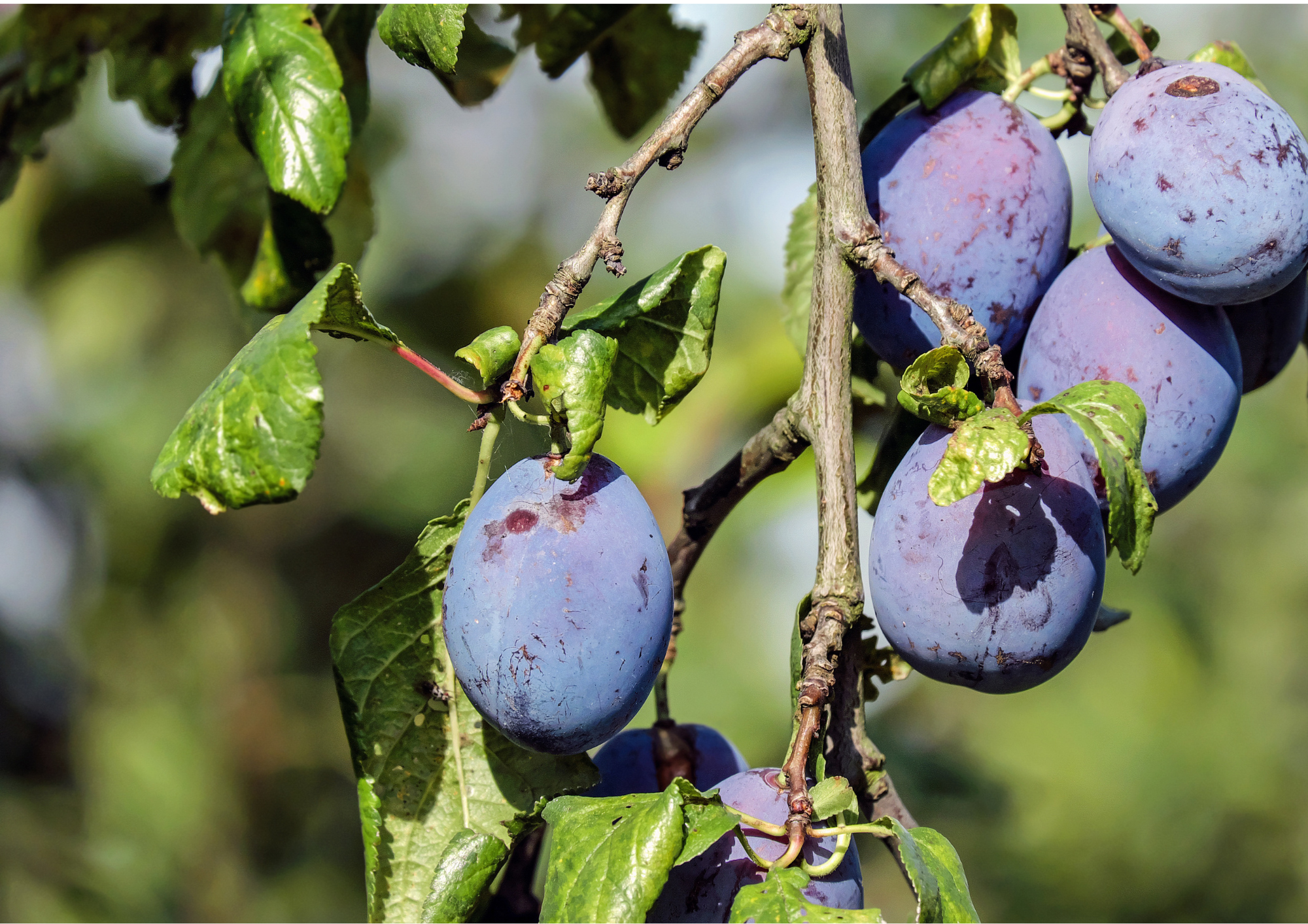 Fruit Tree Pick-up Point