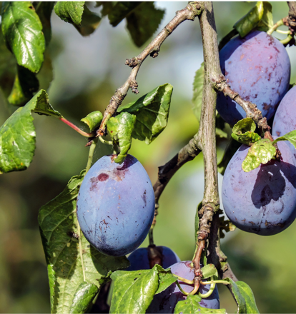 Fruit Tree Pick-up Point