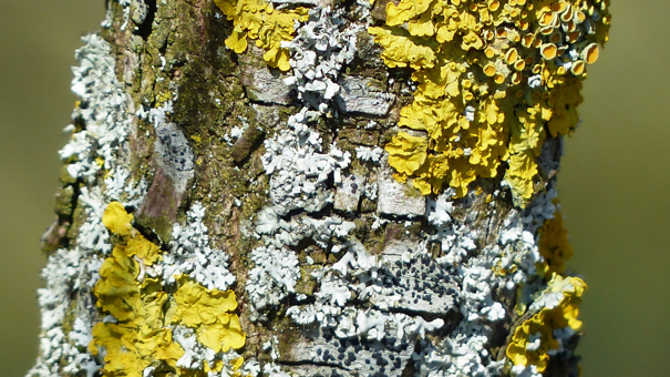 lichen