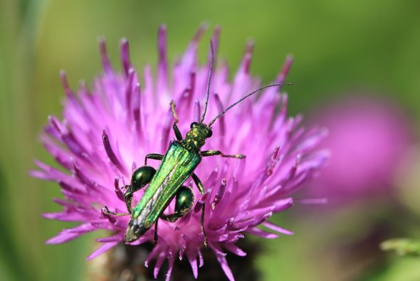 Swollen Thigh Beetle On Knapweed 400 X 400 347439023 1043211266672425 6696687142837427930 N