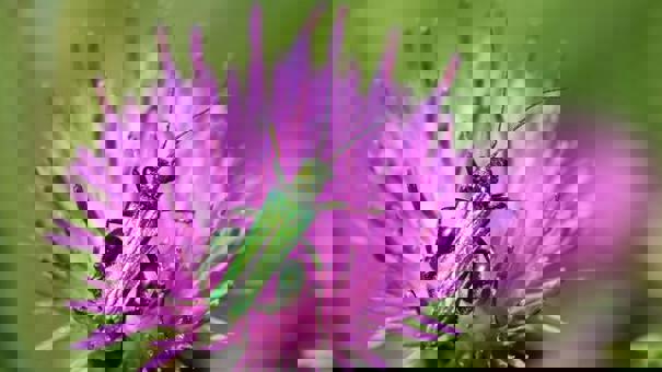 Swollen Thigh Beetle On Knapweed 400 X 400 347439023 1043211266672425 6696687142837427930 N