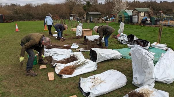 Sorting Hedging Plants 3