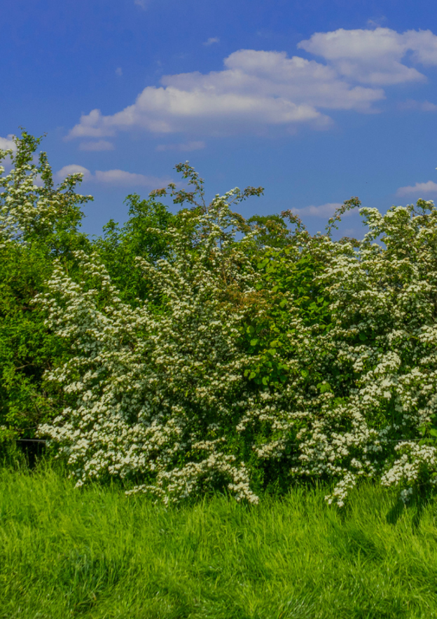 Hedge Fest! Landscape (1)