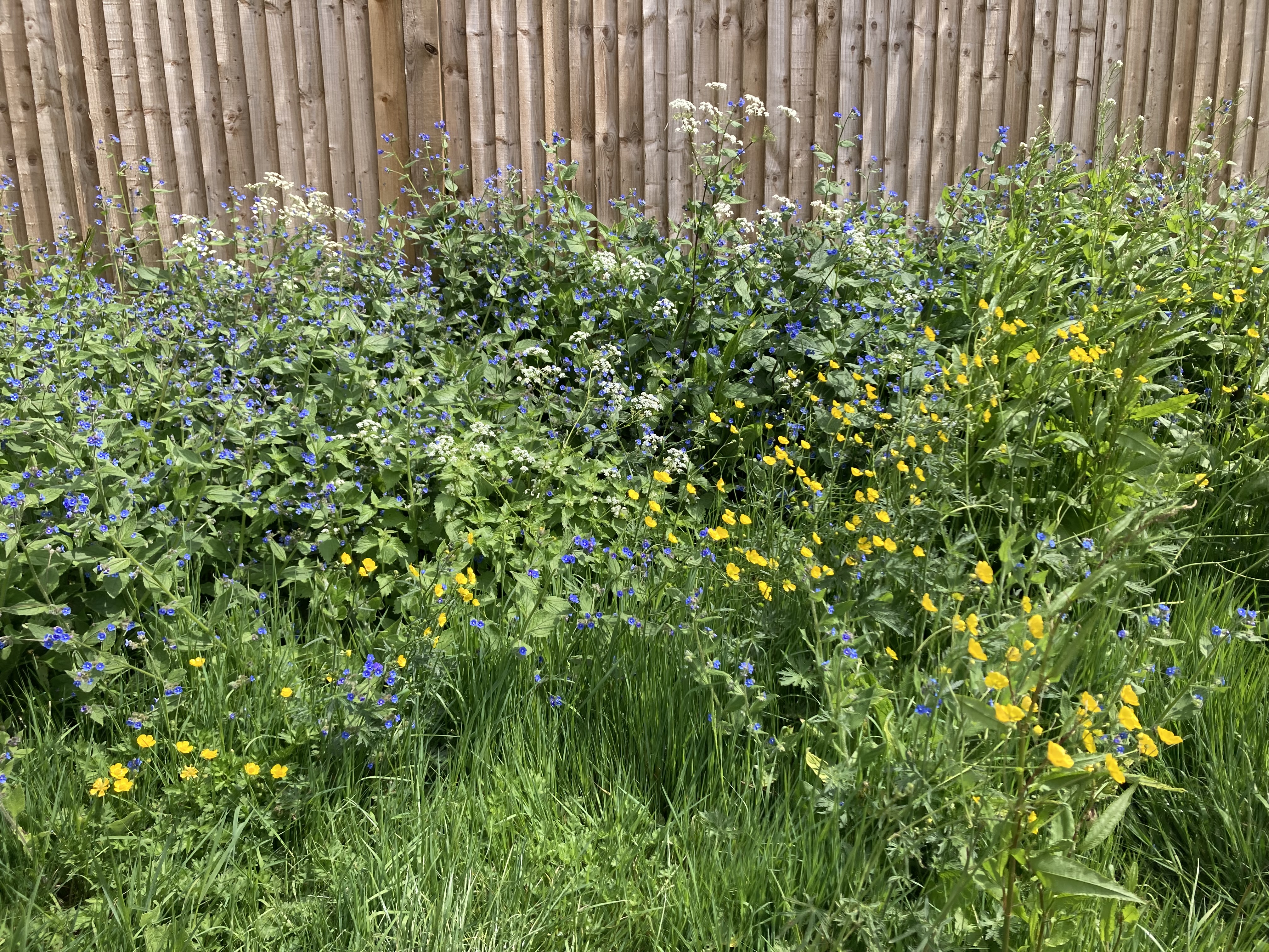Waitrose CP Verge May22