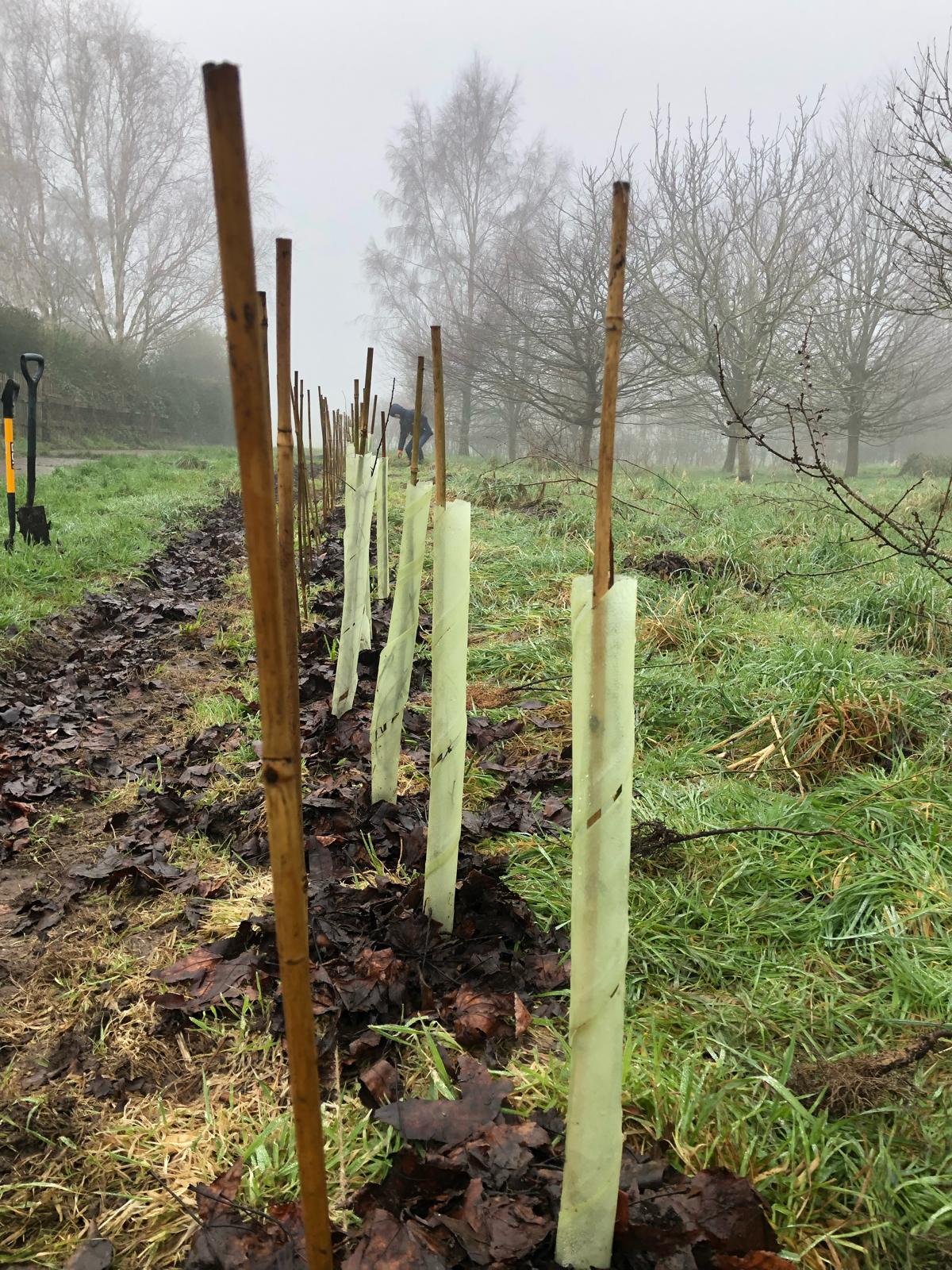 Planted Hedge Closeup 2
