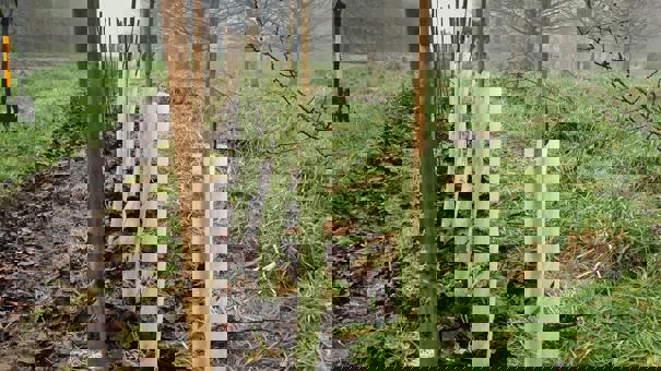 Planted Hedge Closeup 2