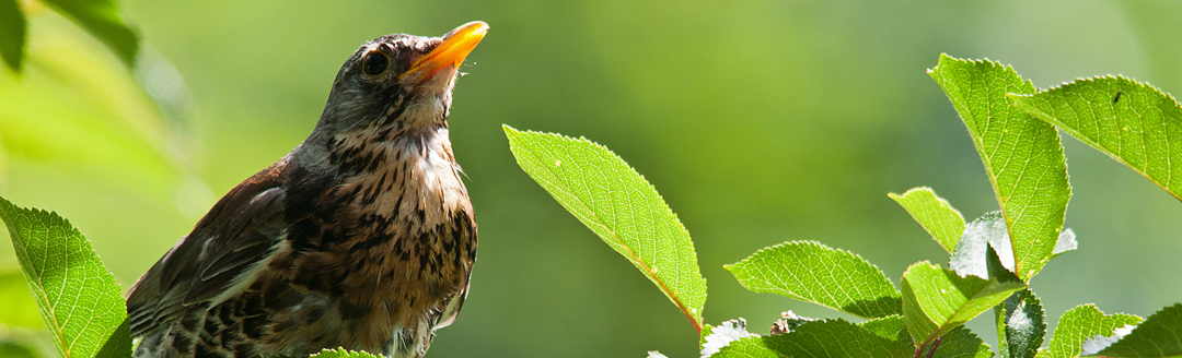 Fruit Tree Newsletter
