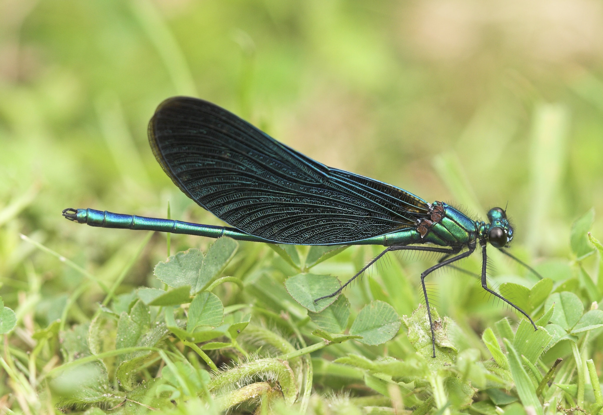 Beautiful Demoiselle Male