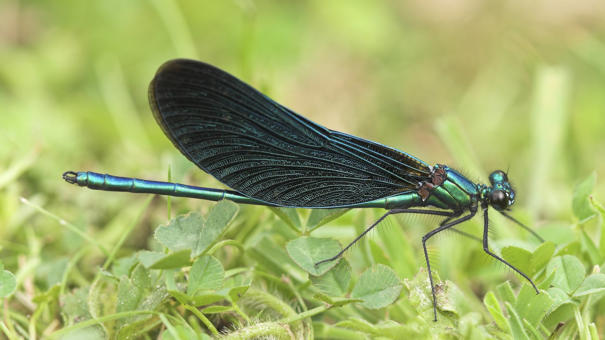 Beautiful Demoiselle Male
