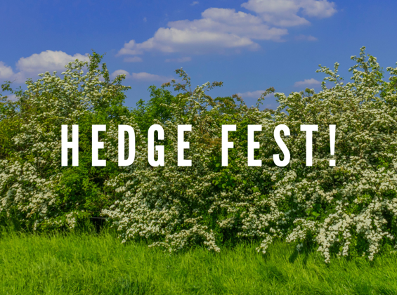 Hedge Fest!