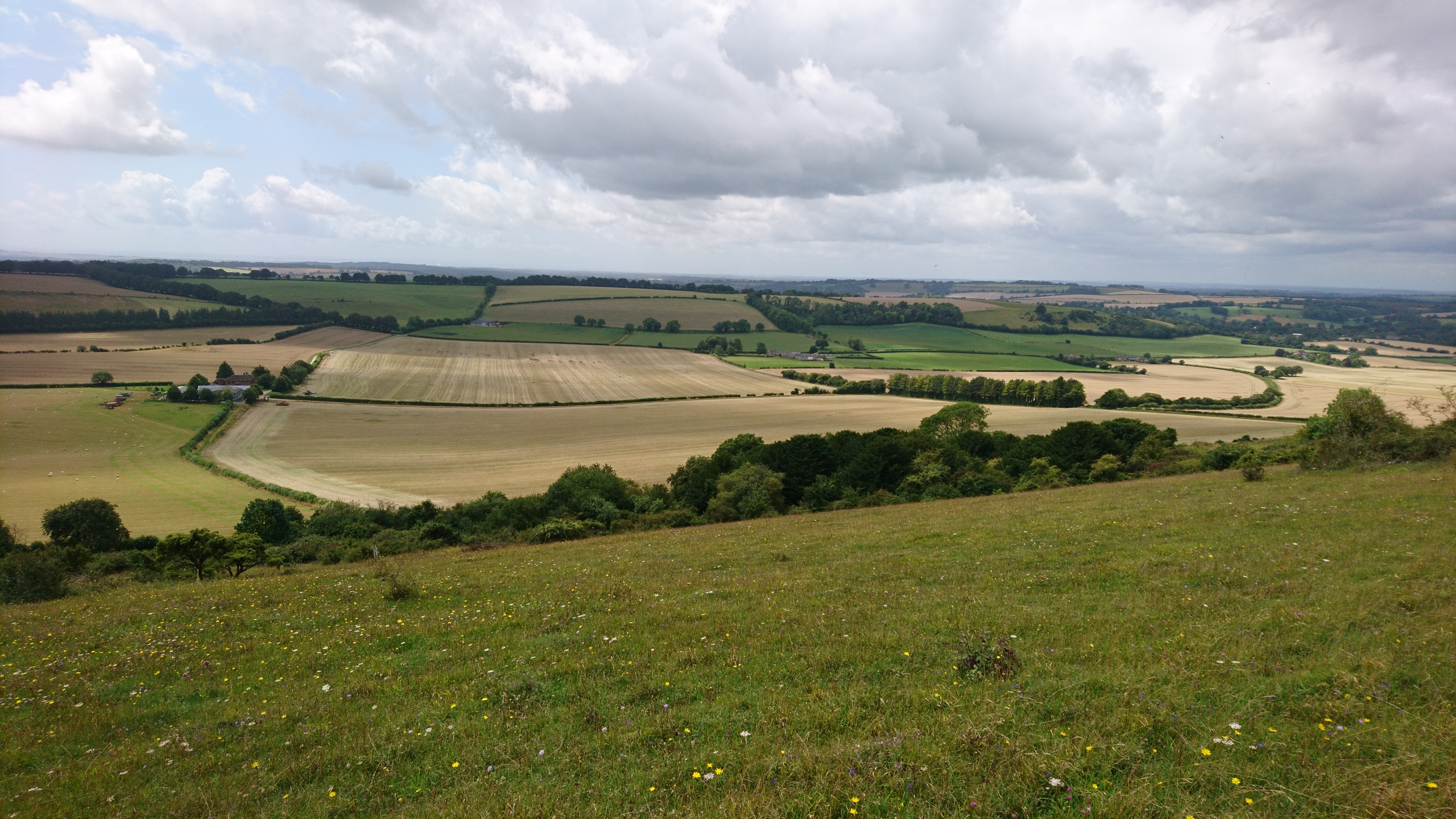 Photo Of Hedges