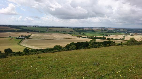 Photo Of Hedges
