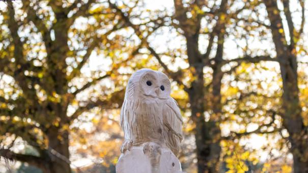 Blacknestfield Owl 1030X687