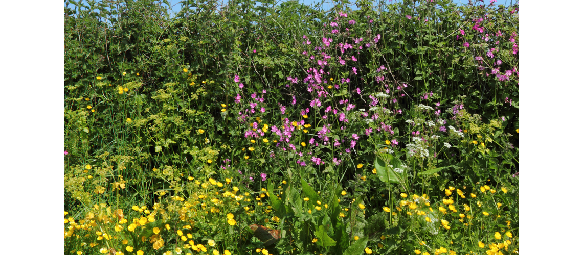 Wildflower verge