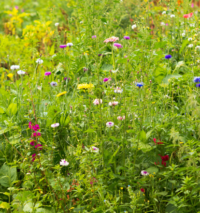 Petersfield's Gardens