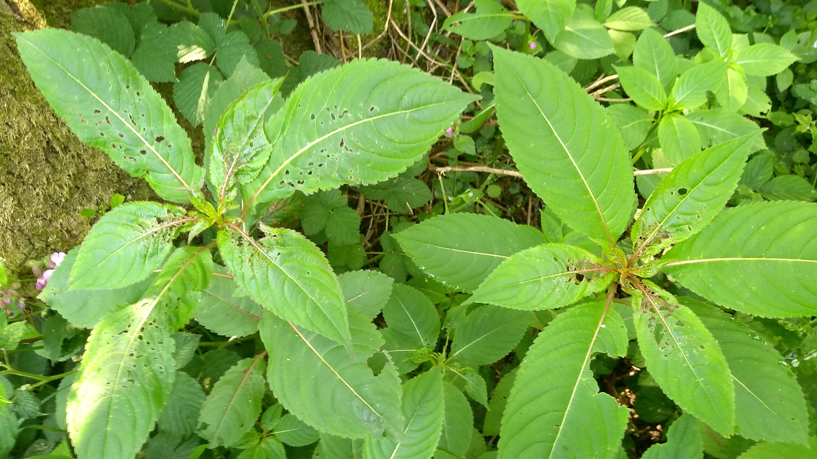 IMG 20250531 105642663