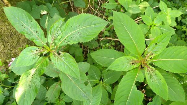 IMG 20250531 105642663