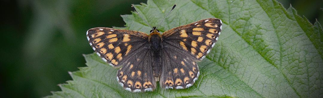 Duke Of Burgundy