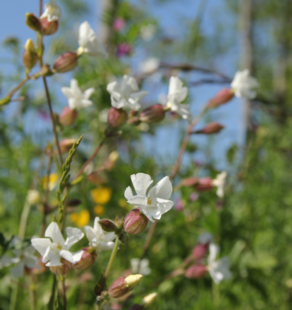 Wildflower Verges