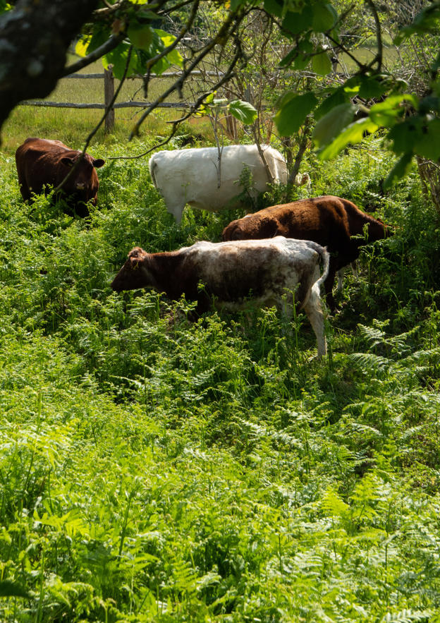 Hoyle Farm Pecan May 2024 2314
