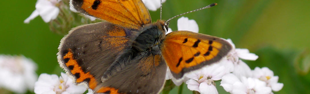 Small Copper On Yarrow