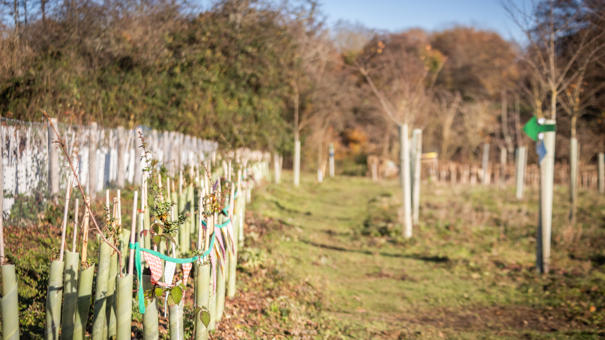 Pecan Tree Festival Tina Knowles Photography 3372