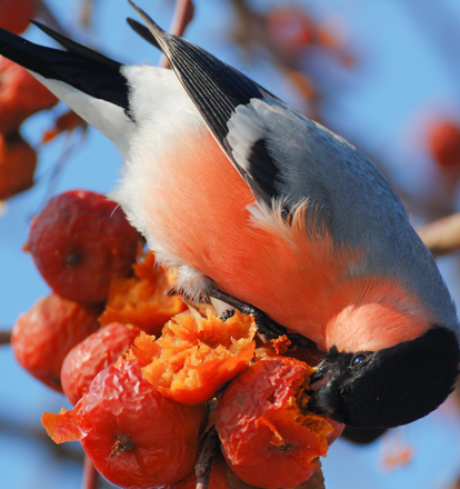 A Fruit Tree in Every Garden