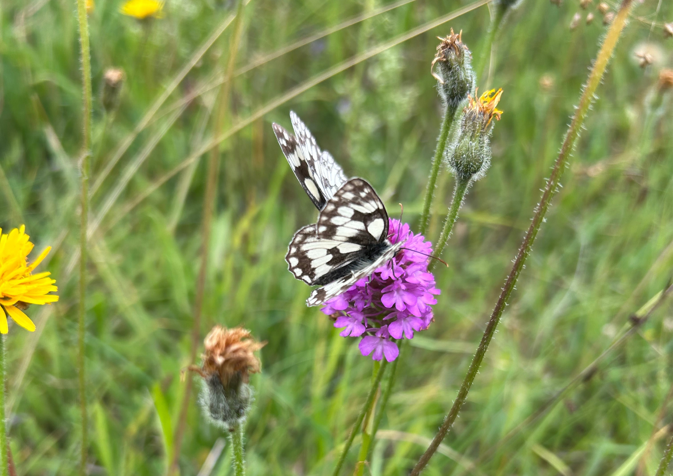 Marbled white butterflies on pyramidal orchid