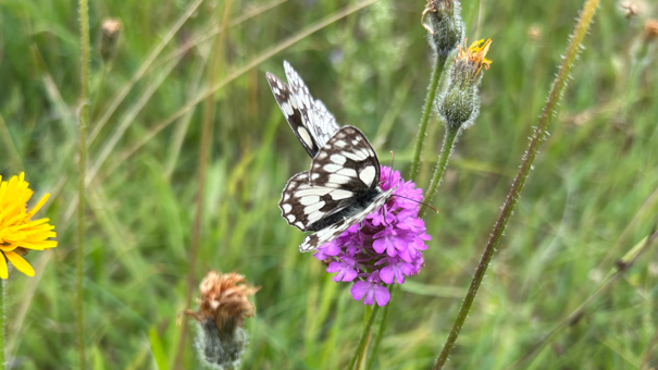 Marbled white butterflies on pyramidal orchid