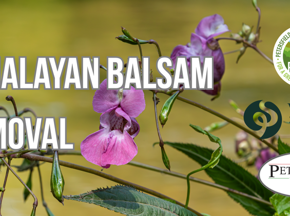 Himalayan Balsam Bashing