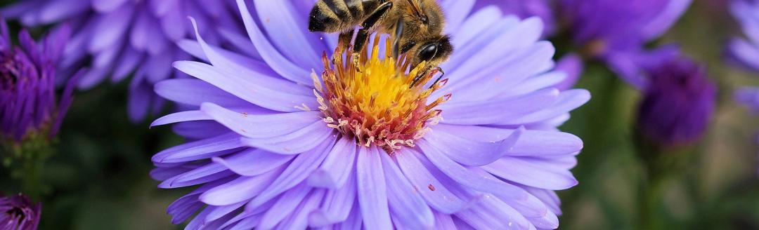 Bee Purple Flower