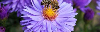 Bee Purple Flower