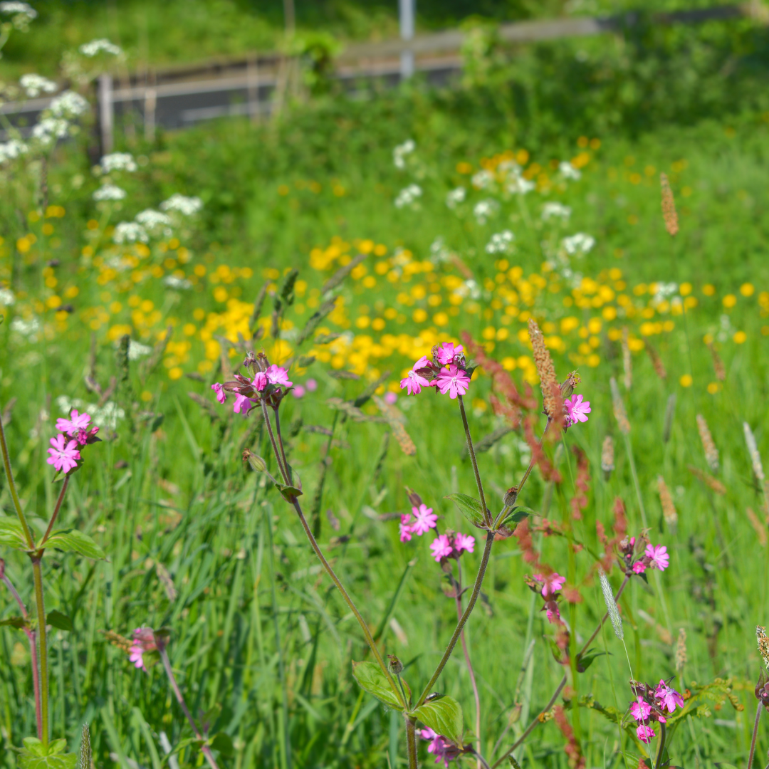 Wildflower Verges