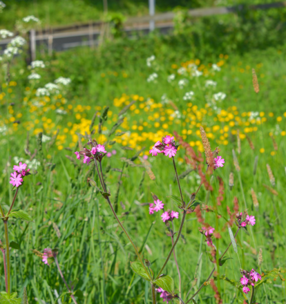 Wildflower Verges