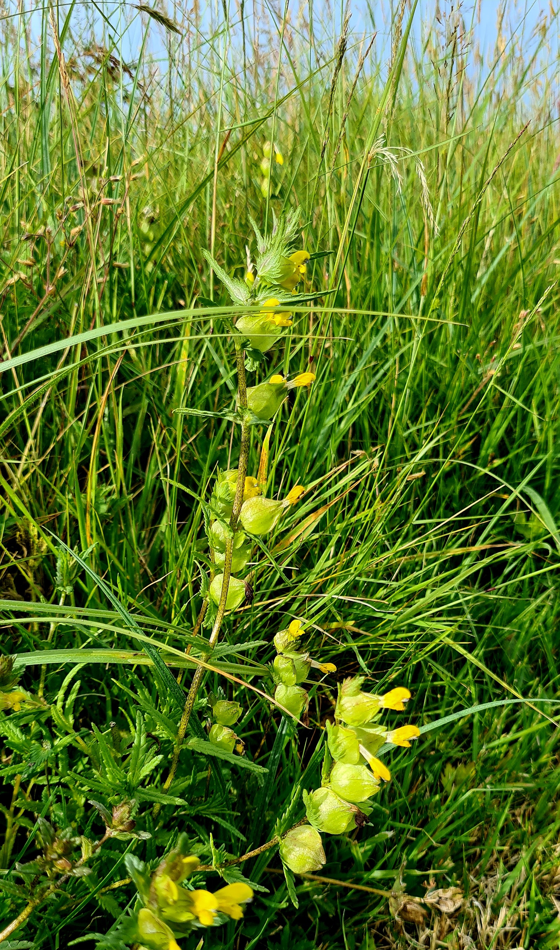 20240630 Yellow Rattle In Flower