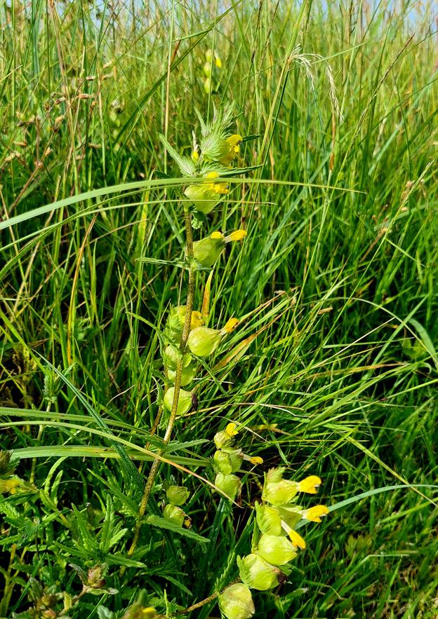 20240630 Yellow Rattle In Flower