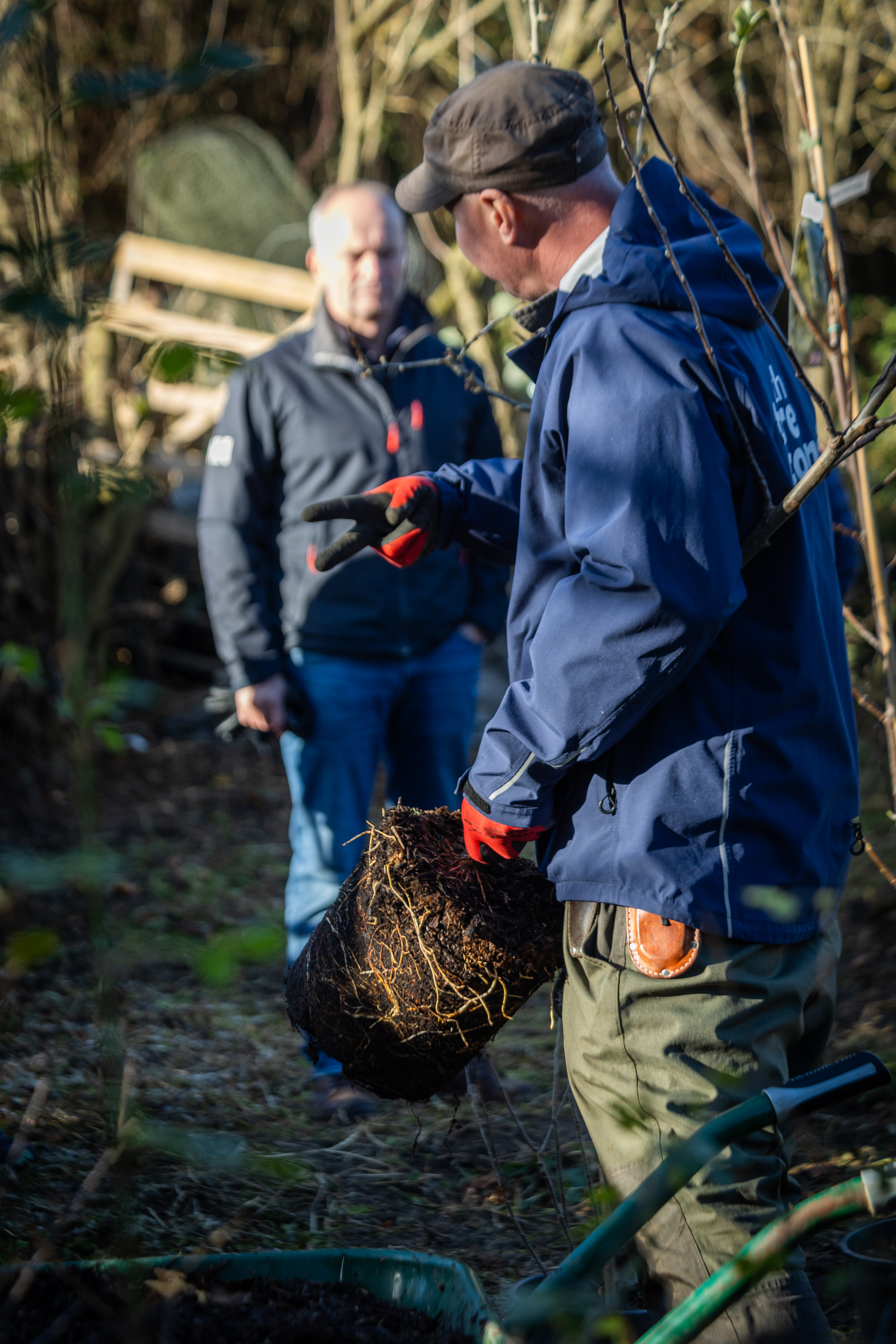 Planting a potted tree