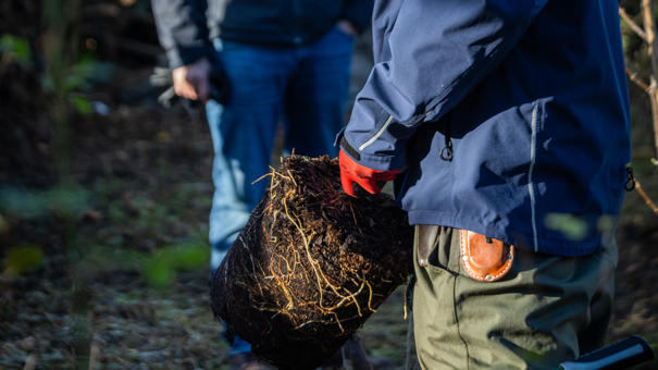 Planting a potted tree