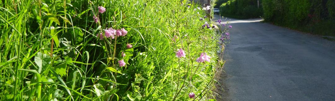 Buriton Verge
